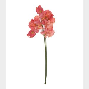 Apricot Intense