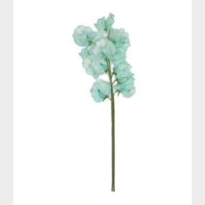 Splash Mint